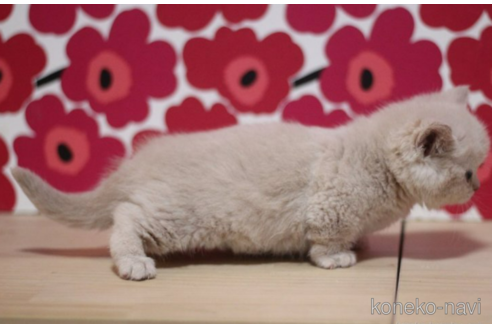 成約済の東京都のマンチカン(短足)-72706の2枚目